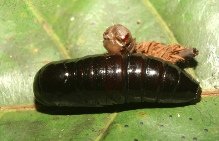 Figura 6. Pupa de <i>Farigia montana</i></i> (Notodontidae), vista dorsal, localidad Cano Estación Biológica Quica Sector Pitilla ACG (490m). Voucher:13-SRNP-71844-DHJ703501.jpg.