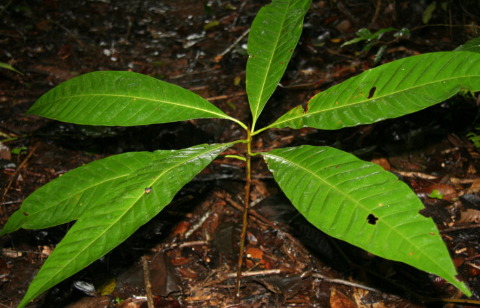 Figura 9. Planta hospedera de <i>Farigia montana</i></i> (Notodontidae), esta planta lleva por nombre <i>Pouteria campechiana</i></i> (Sapotaceae), localidad Cano Estación Biológica Quica Sector Pitilla ACG (490m).