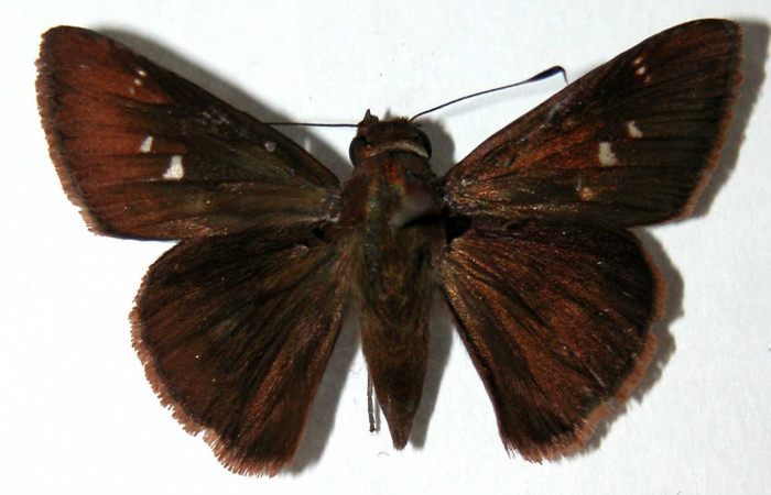 Figura 10. Adulto de <i>Cynea cannae</i></i> (Hesperiidae), macho vista dorsal, localidad Sendero Corredor, Sector San Cristóbal ACG (620m). Voucher: 03-SRNP-5605-DHJ39644.jpg.