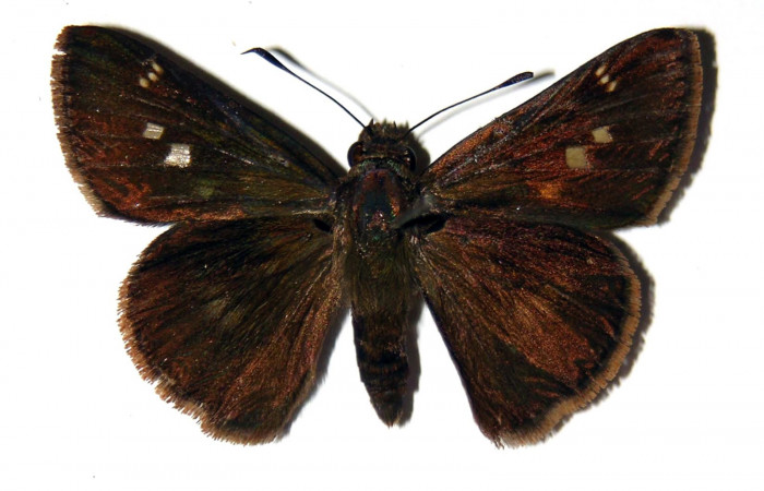 Figura 12. Adulto de <i>Cynea cannae</i></i> (Hesperiidae), hembra vista dorsal, localidad Quebrada Suamposa, Sector Del Oro ACG (290m). Voucher: 04-SRNP-22278-DHJ99432.jpg.