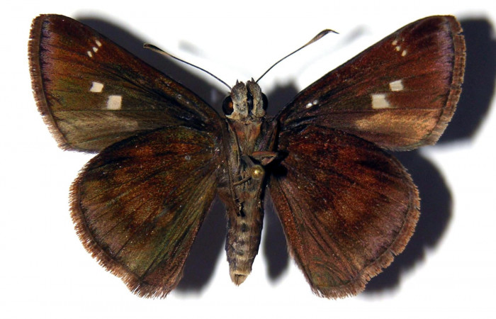 Figura 13. Adulto de <i>Cynea cannae</i></i> (Hesperiidae), hembra vista ventral, localidad Quebrada Suamposa, Sector Del Oro ACG (290m). Voucher: 04-SRNP-22278-DHJ99433.jpg.