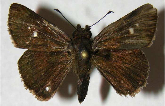 Figura 1. Adulto de <i>Cynea cannae</i></i> (Hesperiidae), vista dorsal, localidad Laureles, Sector Rincón Rain Forest ACG (95m). Voucher: 07-SRNP-41285-DHJ374848.jpg.