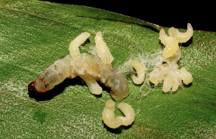 Figura 14. Capullos de parásitos <i>Alphomelon</i></i> xestopygaDHJ05 (Braconidae) que ataca <i>Cynea cannae</i></i> (Hesperiidae), localidad Laureles, Sector Rincón Rain Forest ACG (95m). Voucher: 07-SRNP-42032-DHJ427731.jpg.