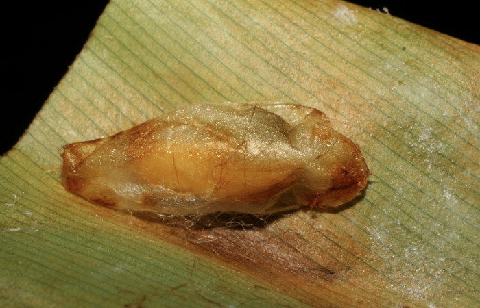 Figura 15. Capullo de parásito <i>Creagrura</i></i> nigripesDHJ03  (Ichneumonidae) que ataca <i>Cynea cannae</i></i> (Hesperiidae), vista lateral, localidad Laureles, Sector Rincón Rain Forest ACG (95m). Voucher: 07-SRNP-42155-DHJ427842.jpg.