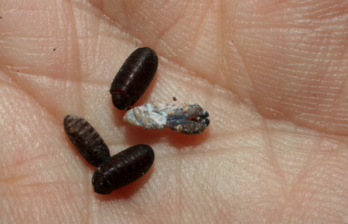 Figura 16. Restos de puparios de <i>Winthemia</i></i> Wood21 (Tachinidae) que ataca <i>Cynea cannae</i></i> (Hesperiidae), vista dorsal, localidad Laureles, Sector Rincón Rain Forest ACG (95m). Voucher: 08-SRNP-40102-DHJ453436.jpg.