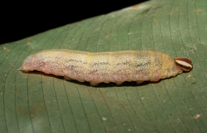 Figura 6. Larva <i>Cynea cannae</i></i> (Hesperiidae), último estadío (U) vista lateral, localidad Vochysia, Sector Rincón Rain Forest ACG (320m). Voucher: 08-SRNP-40674-DHJ441909.jpg.