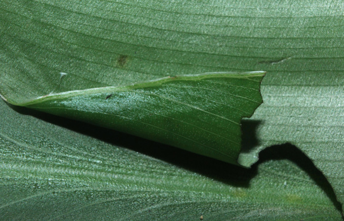 Figura 2. Casa de <i>Cynea cannae</i></i> (Hesperiidae), localidad Quebradona Estación Biológica Quica, Sector Pitilla ACG (475m). Voucher: 16-SRNP-71099-DHJ733147.jpg.