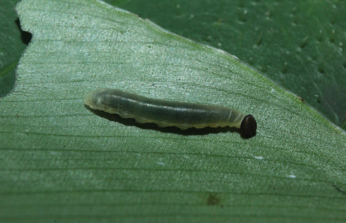 Figura 4. Larva <i>Cynea cannae</i></i> (Hesperiidae), tercer estadío (PPU) vista lateral, localidad Quebradona Estación Biológica Quica, Sector Pitilla ACG (475m). Voucher: 16-SRNP-71099-DHJ733152.jpg.