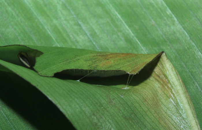 Figura 3. Casa de <i>Cynea cannae</i></i> (Hesperiidae), localidad Quebradona Estación Biológica Quica, Sector Pitilla ACG (475m). Voucher: 16-SRNP-71099-DHJ733155.jpg.