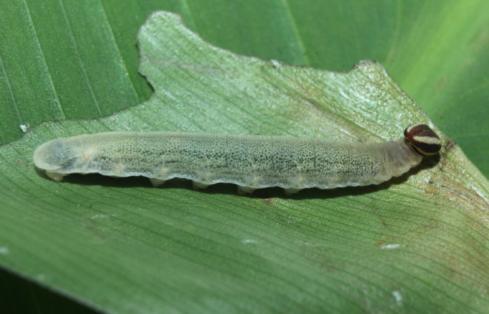 Figura 5. Larva <i>Cynea cannae</i></i> (Hesperiidae), penúltimo estadío (PU) vista lateral, localidad Quebradona Estación Biológica Quica, Sector Pitilla ACG (475m). Voucher: 16-SRNP-71099-DHJ733162.jpg.