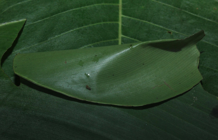 Figura 8. Pupa de <i>Cynea cannae</i></i> (Hesperiidae), dentro de cartucho, localidad Quebradona Estación Biológica Quica, Sector Pitilla ACG (475m). Voucher: 16-SRNP-71099-DHJ733165.jpg.
