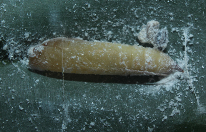 Figura 9. Pupa de <i>Cynea cannae</i></i> (Hesperiidae), vista lateral, localidad Quebradona Estación Biológica Quica, Sector Pitilla ACG (475m). Voucher: 16-SRNP-71099-DHJ733167.jpg.