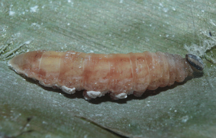 Figura 7. Larva <i>Cynea cannae</i></i> (Hesperiidae), en estado de prepupa vista lateral, localidad Quebradona Estación Biológica Quica, Sector Pitilla ACG (475m). Voucher: 16-SRNP-71100-DHJ733178.jpg.