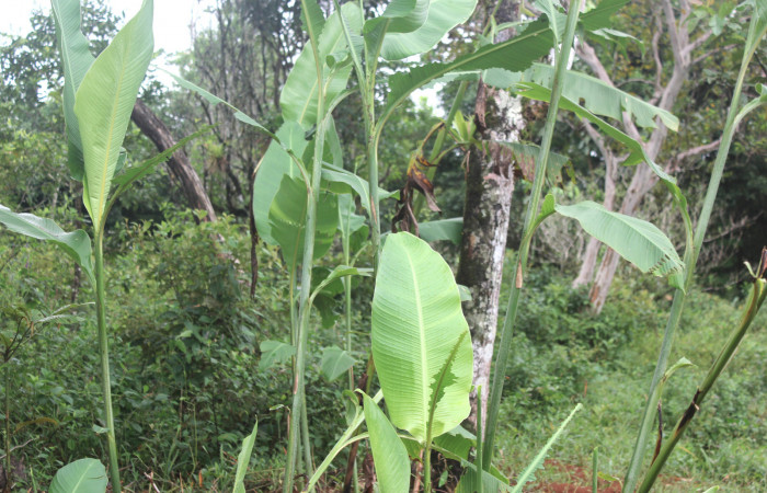 Figura 17. Planta hospedera de <i>Cynea cannae</i></i> (Hesperiidae), planta llamada <i>Canna indica</i></i> (introducido) (Cannaceae), localidad Quebradona, Estación Biológica Quica Sector Pitilla ACG (475m). Foto: Ricardo Calero 19 Noviembre 2016.