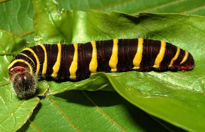 Figura 6. Larva <i>Astraptes audax</i></i> (Hesperiidae), último estadío (U) vista lateral, localidad Melina Búfalo Sector San Cristóbal ACG (560m). Voucher: 01-SRNP-1413-DHJ63131.jpg.