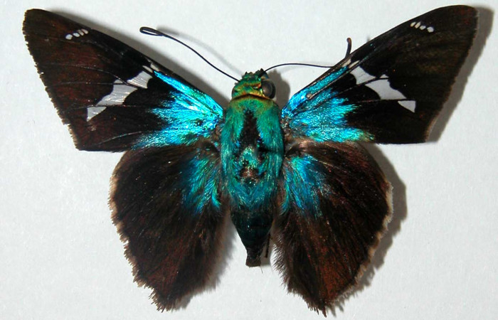 Figura 9. Adulto de <i>Astraptes audax</i></i> (Hesperiidae), macho vista dorsal, localidad Finca Araya Sector El Hacha ACG (295m). Voucher: 02-SRNP-29798-DHJ34682.jpg.