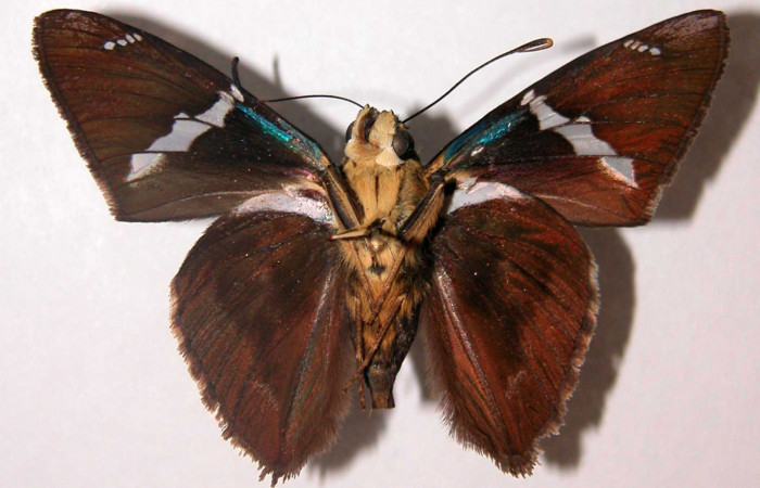 Figura 10. Adulto de <i>Astraptes audax</i></i> (Hesperiidae), macho vista ventral, localidad Finca Araya Sector El Hacha ACG (295m). Voucher: 02-SRNP-29798-DHJ34683.jpg.