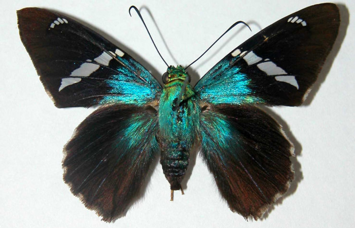 Figura 11. Adulto de <i>Astraptes audax</i></i> (Hesperiidae), hembra vista dorsal, localidad Camino Mangos Sector Del Oro ACG (480m). Voucher: 02-SRNP-33197-DHJ34686.jpg.