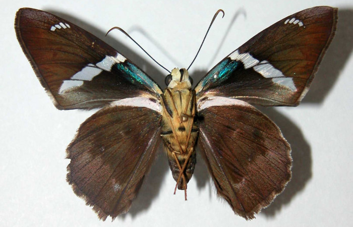 Figura 12. Adulto de <i>Astraptes audax</i></i> (Hesperiidae), hembra vista ventral, localidad Camino Mangos Sector Del Oro ACG (480m). Voucher: 02-SRNP-33197-DHJ34687.jpg.