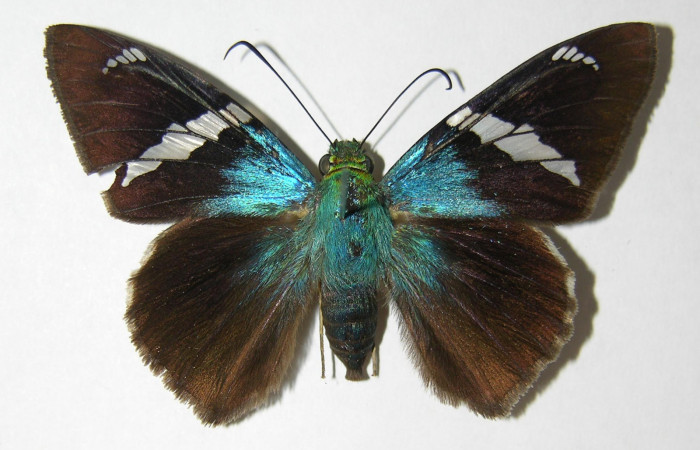 Figura 1. Adulto de <i>Astraptes audax</i></i> (Hesperiidae), hembra vista dorsal, localidad Estación Gongora Sector Cacao ACG (570m). Voucher: 04-SRNP-46734-DHJ341186.jpg.