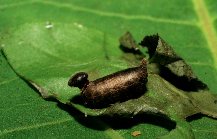 Figura 13. Capullo de parásito <i>Hyposoter</i></i> INB-42DHJ02 (Ichneumonidae) que ataca <i>Astraptes audax</i></i> (Hesperiidae) vista lateral, localidad Pasmompa Sector Pitilla ACG (440m). Voucher: 07-SRNP-33162-DHJ430108.jpg.