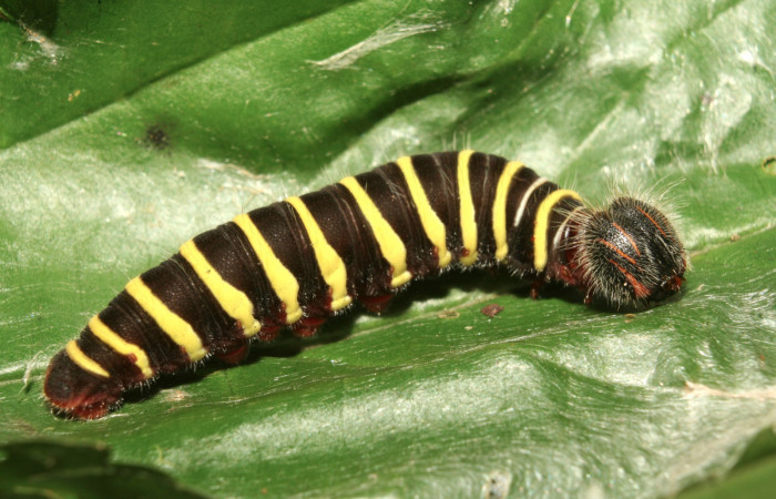 Figura 5. Larva <i>Astraptes audax</i></i> (Hesperiidae), penúltimo estadío (PU) vista lateral, localidad Medrano Estación Quica Sector Pitilla ACG (380m). Voucher: 13-SRNP-71485-DHJ703108.jpg.