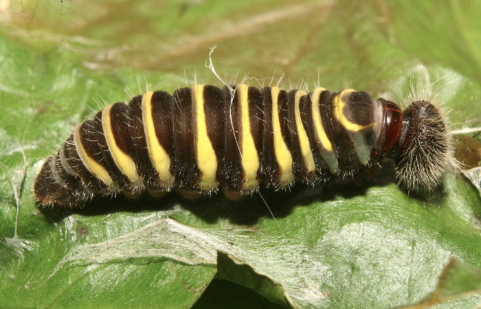 Figura 7. Larva <i>Astraptes audax</i></i> (Hesperiidae), en estado de prepupa vista lateral, localidad Medrano Estación Quica Sector Pitilla ACG (380m). Voucher: 13-SRNP-71485-DHJ703114.jpg.