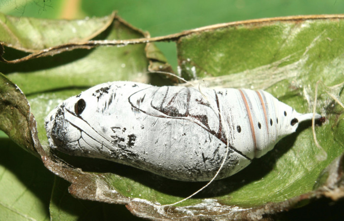 Figura 8. Pupa de <i>Astraptes audax</i></i> (Hesperiidae), vista lateral, localidad Medrano Estación Quica Sector Pitilla ACG (380m). Voucher: 13-SRNP-71485-DHJ703116.jpg.