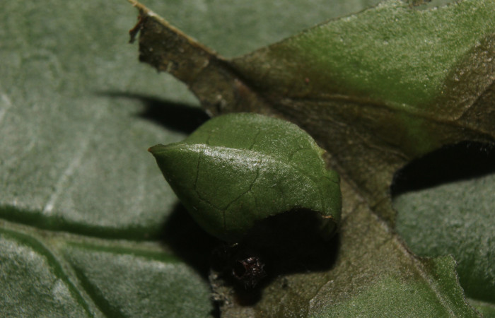 Figura 2. Casita de <i>Astraptes audax</i></i> (Hesperiidae), localidad Medrano Estación Quica Sector Pitilla ACG (380m). Voucher: 14-SRNP-71113-DHJ723282.jpg.