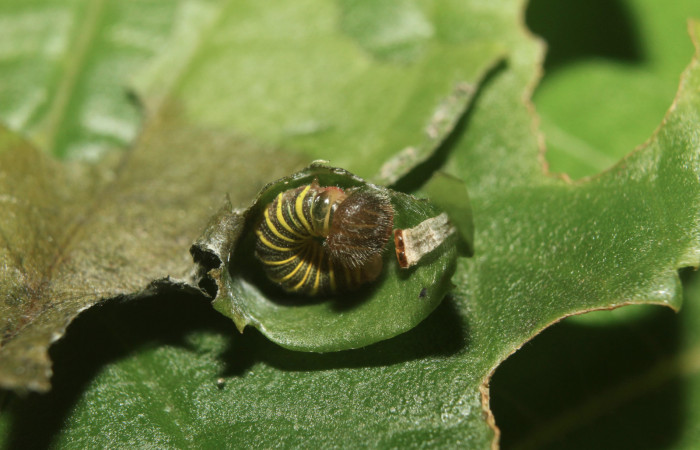Figura 3. Larva <i>Astraptes audax</i></i> (Hesperiidae), primer estadío (PPPU) vista dorsal, localidad Medrano Estación Quica Sector Pitilla ACG (380m). Voucher: 14-SRNP-71113-DHJ723283.jpg.