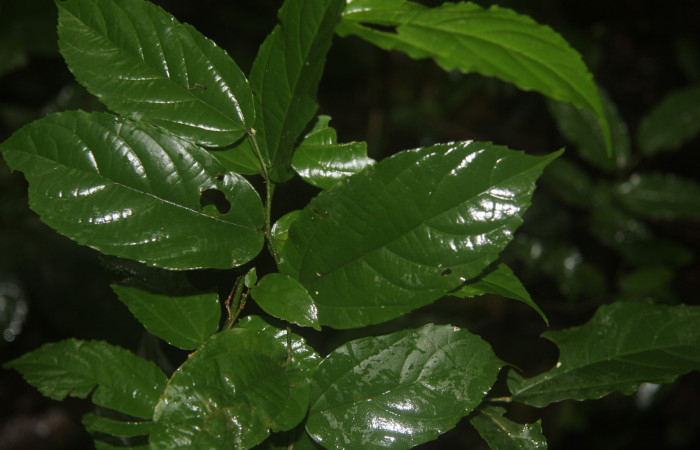 Figura 14. Planta hospedera de <i>Astraptes audax</i></i> (Hesperiidae), esta planta se llama <i>Celtis iguanaea</i></i> (Ulmaceae), localidad Bullas Estación Quica Sector Pitilla ACG (440m).