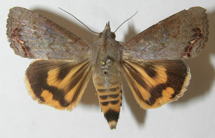 Figura 1. Adulto <i>Hypocala andremona</i></i> (Erebidae), mostrando parte dorsal, localidad Quebrada Guapote (240m). Voucher: 10-SRNP-12956-DHJ539768.jpg.