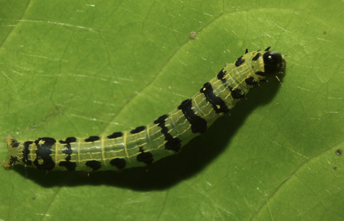 Figura 4. Larva <i>Hypocala andremona</i></i> (Erebidae), en penúltimo estadío (PU), mostrando parte dorsal, localidad Medrano (380m). Voucher: 14-SRNP-71306-DHJ723452.jpg.