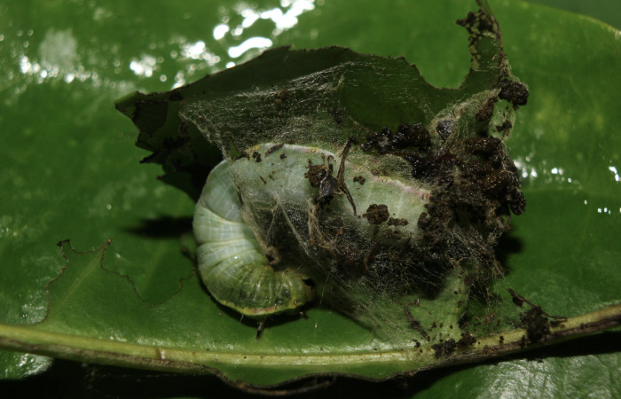 Figura 6. Larva <i>Hypocala andremona</i></i> (Erebidae), en último estadío (U), mostrando casa de seda donde viven, localidad Medrano (380m). Voucher: 14-SRNP-71307-DHJ723453.jpg.