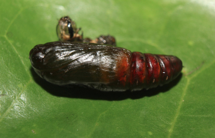 Figura 9. Pupa de <i>Hypocala andremona</i></i> (Erebidae), mostrando parte lateral, localidad Medrano (380m). Voucher:14-SRNP-71307-DHJ723568.jpg.
