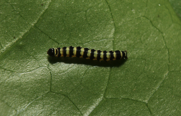 Figura 2. Larva <i>Hypocala andremona</i></i> (Erebidae), en primer estadío (PPPU), mostrando parte dorsal, localidad Medrano (380m). Voucher: 14-SRNP-71308-DHJ723462.jpg.