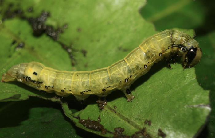 Figura 5. Larva <i>Hypocala andremona</i></i> (Erebidae), en último estadío (U), mostrando parte lateral, localidad Medrano (380m). Voucher: 14-SRNP-71309-DHJ723469.jpg.