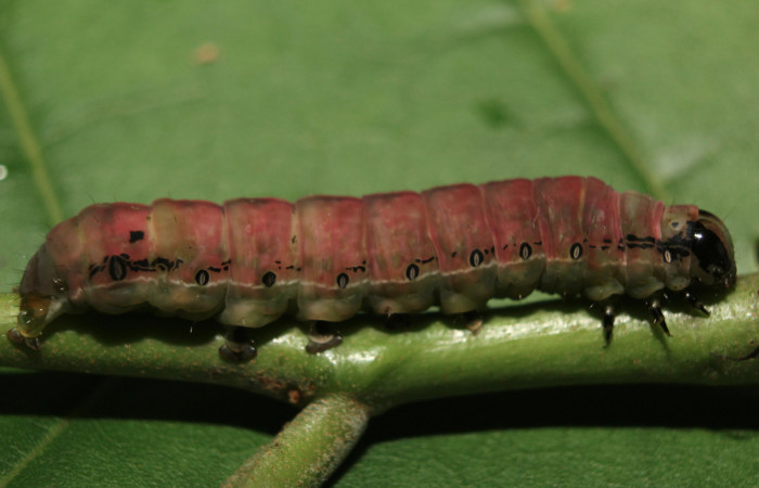 Figura 8. Larva <i>Hypocala andremona</i></i> (Erebidae), en estado de prepupa, mostrando parte lateral, localidad Medrano (380m). Voucher: 14-SRNP-71309-DHJ723478.jpg.