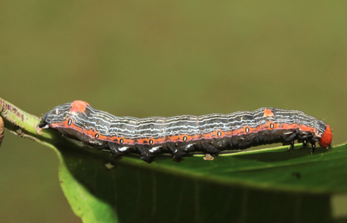 Figura 7. Larva <i>Hypocala andremona</i></i> (Erebidae), en último estadío (U), mostrando parte lateral, localidad Medrano (380m). Voucher: 14-SRNP-71312-DHJ723483.jpg.