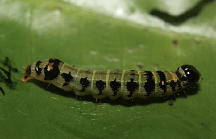 Figura 3. Larva <i>Hypocala andremona</i></i> (Erebidae), en tercer estadío (PPU), mostrando parte lateral, localidad Medrano (380m). Voucher: 14-SRNP-71313-DHJ723493.jpg.