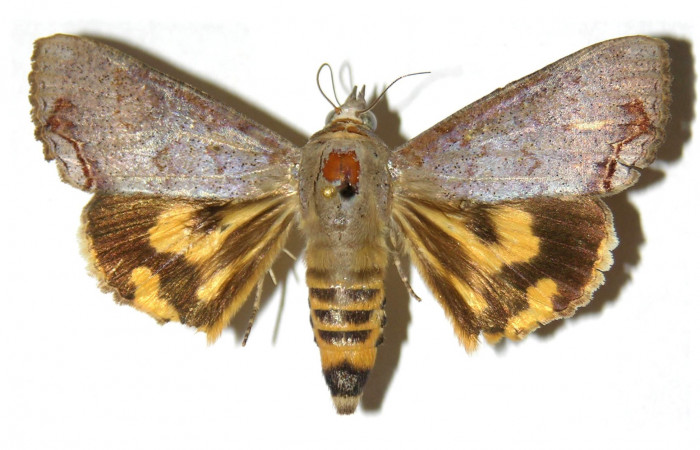 Figura 12. Adulto de <i>Hypocala andremona</i></i> (Erebidae), (Hembra) mostrando parte dorsal, localidad Estación Cacao (1150m). Voucher: 98-SRNP-3191-DHJ313824.jpg.