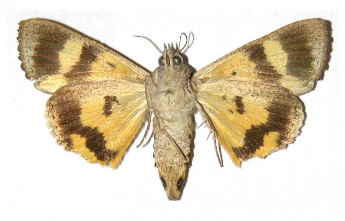 Figura 13. Adulto de <i>Hypocala andremona</i></i> (Erebidae), (Hembra) mostrando parte dorsal, localidad Estación Cacao (1150m). Voucher: 98-SRNP-3191-DHJ313825.jpg.