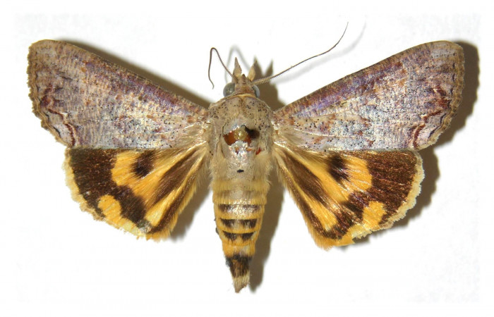 Figura 10. Adulto de <i>Hypocala andremona</i></i> (Erebidae), (Macho) mostrando parte dorsal, localidad Estación Cacao (1150m). Voucher: 98-SRNP-3193-DHJ313826.jpg.