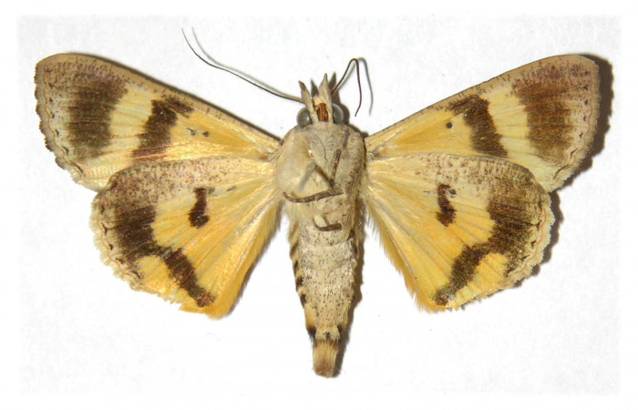 Figura 11. Adulto de <i>Hypocala andremona</i></i> (Erebidae), (Macho) mostrando parte Ventral, localidad Estación Cacao (1150m). Voucher: 98-SRNP-3193-DHJ313827.jpg.