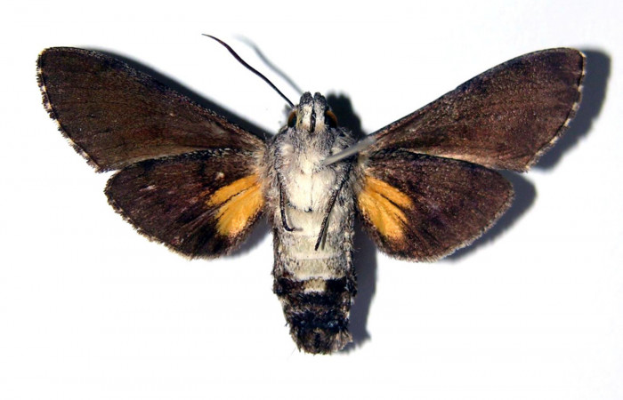 Fig. 02. Hembra de <i>Cautethia spuria</i></i> (Sphingidae). Vista ventral, 42mm de longitud. Voucher: 03-SRNP-14165-DHJ95535.jpg.