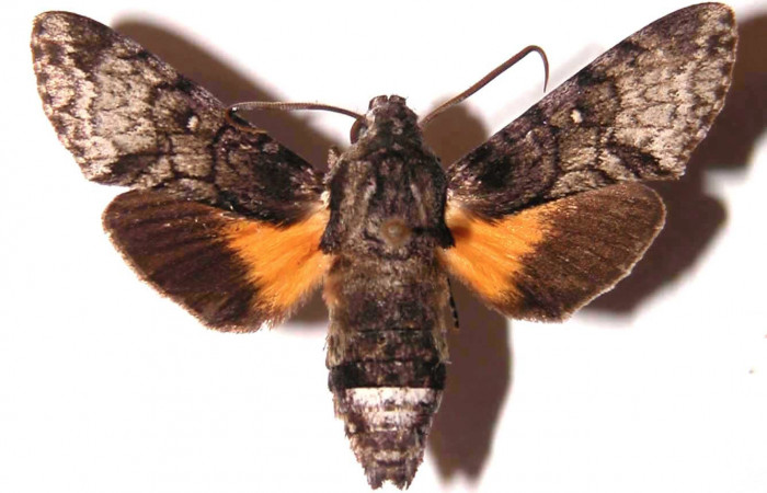 Fig.03. Macho de <i>Cautethia spuria</i></i> (Sphingidae). Vista dorsal, 38mm de longitud. Voucher: 83-SRNP-781.2-DHJ35848.jpg.