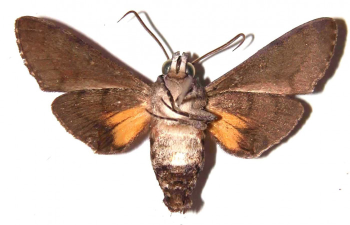 Fig. 04. Macho de <i>Cautethia spuria</i></i> (Sphingidae). Vista ventral, 39mm de longitud. Voucher: 02-SRNP-11779-DHJ35853.jpg.