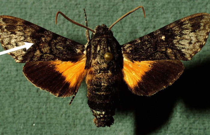 Fig. 05. Macho de <i>Cautethia spuria</i></i> (Sphingidae). Vista dorsal, 40mm de longitud. Voucher: INBIOCRI002796396-DHJ38593.jpg.