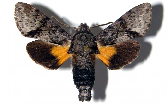 Fig. 07. Macho de <i>Cautethia yucatana</i></i> (Sphingidae). Vista dorsal, 34mm de longitud. Voucher: 95-SRNP-6203-DHJ95284.jpg.