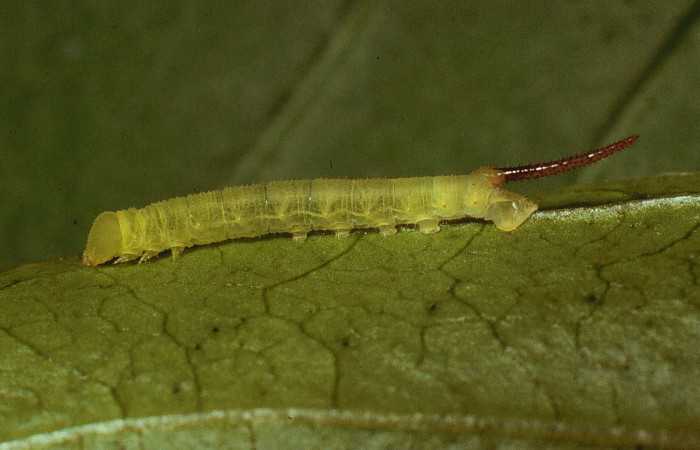 Fig. 09. Larva de <i>Cautethia spuria</i></i> (Sphingidae), tercer estadío, 15mm de longitud. Voucher: 80-SRNP-231-DHJ1430.jpg.